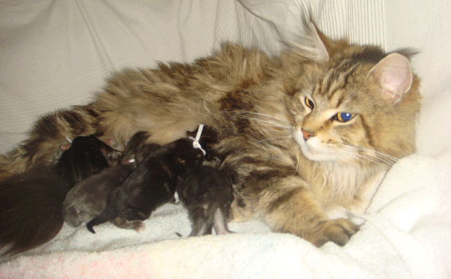 Maine Coon